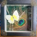 Iridescent Stillness – Butterfly Shadow Box