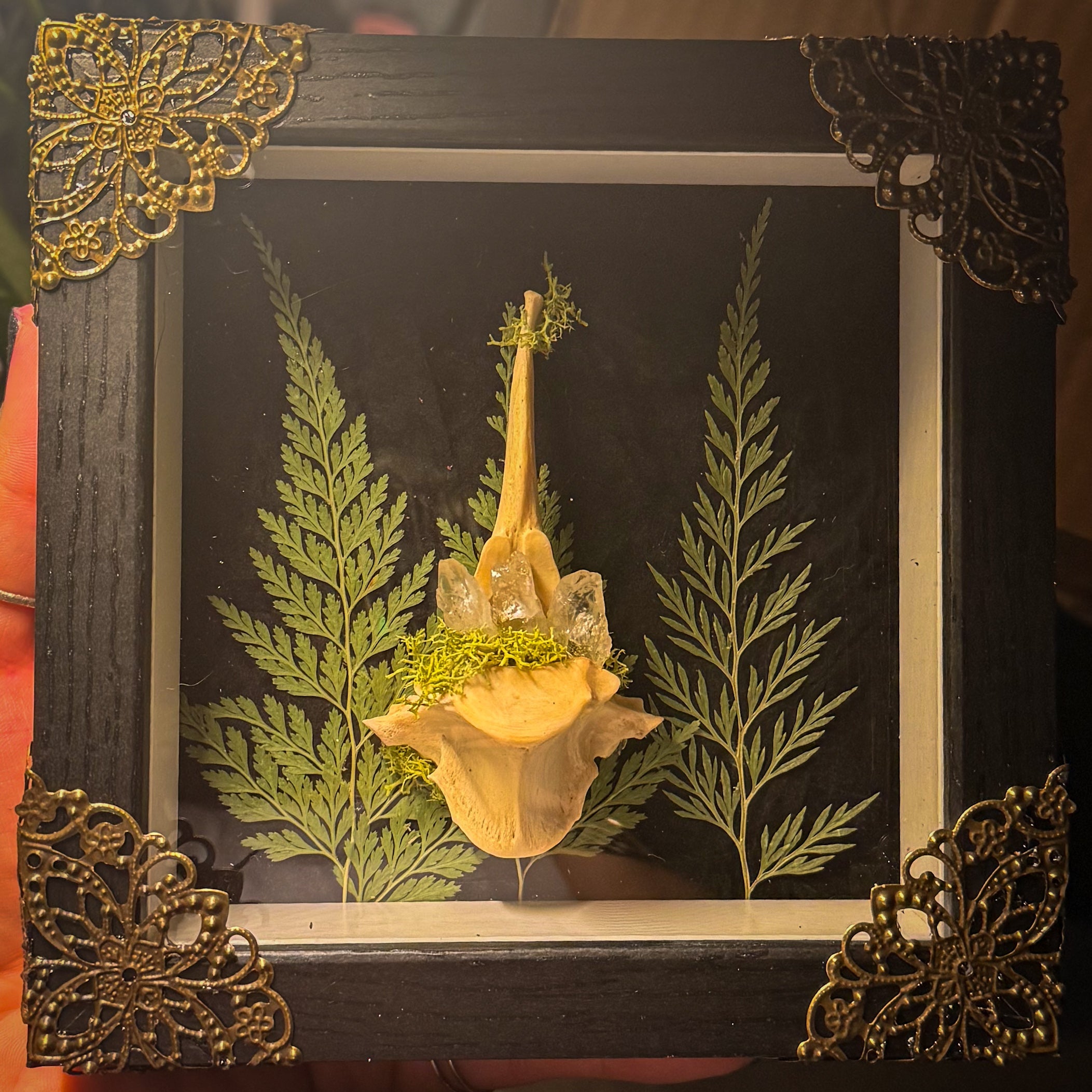 Forest Relic — Bone & Fern Specimen Display