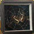 Web of Silence — Butterfly Specimen Shadow Box