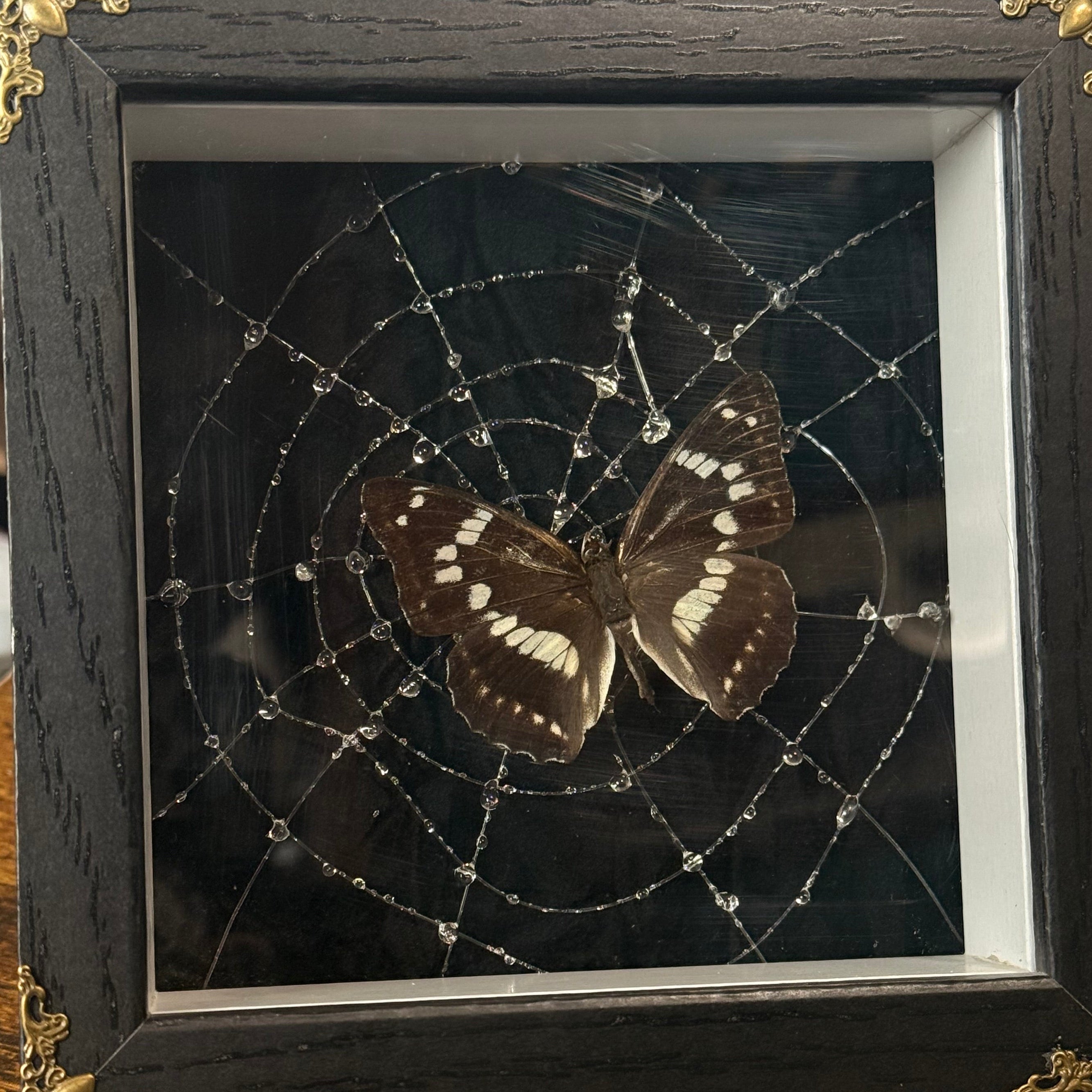 Web of Silence — Butterfly Specimen Shadow Box