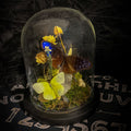 Verdant Reverie — Butterfly Curio Dome