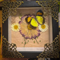 Bloomkeeper — Butterfly Botanical Shadow Box