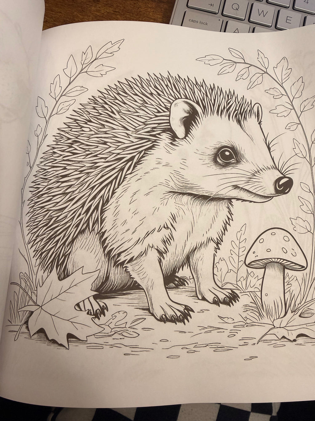 Midnight Creatures — Nocturnal Animal Coloring Book