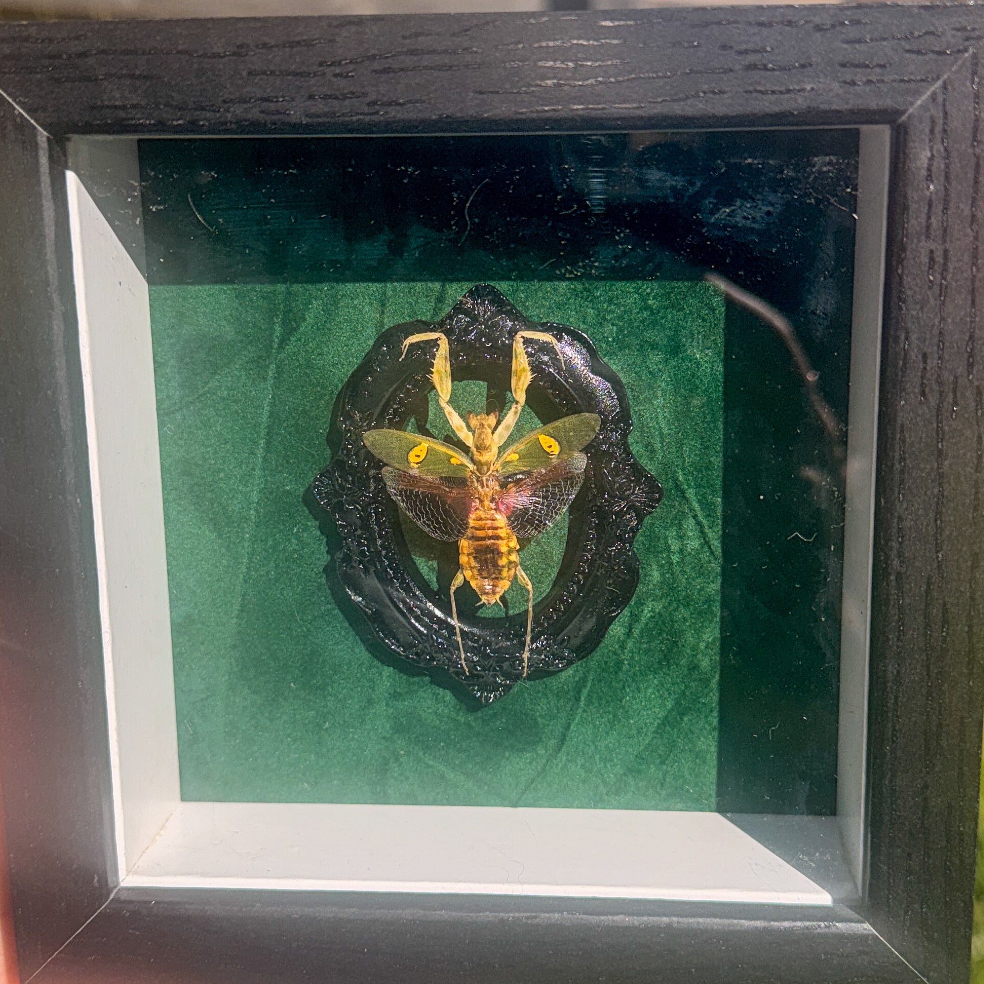Verdant Watcher – Framed Mantis Specimen